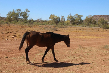 В Австралии избавятся от 11 тысяч диких лошадей